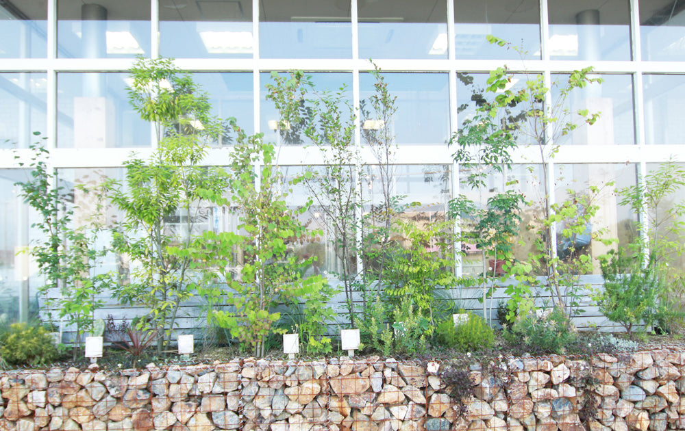 cocochi GARDEN