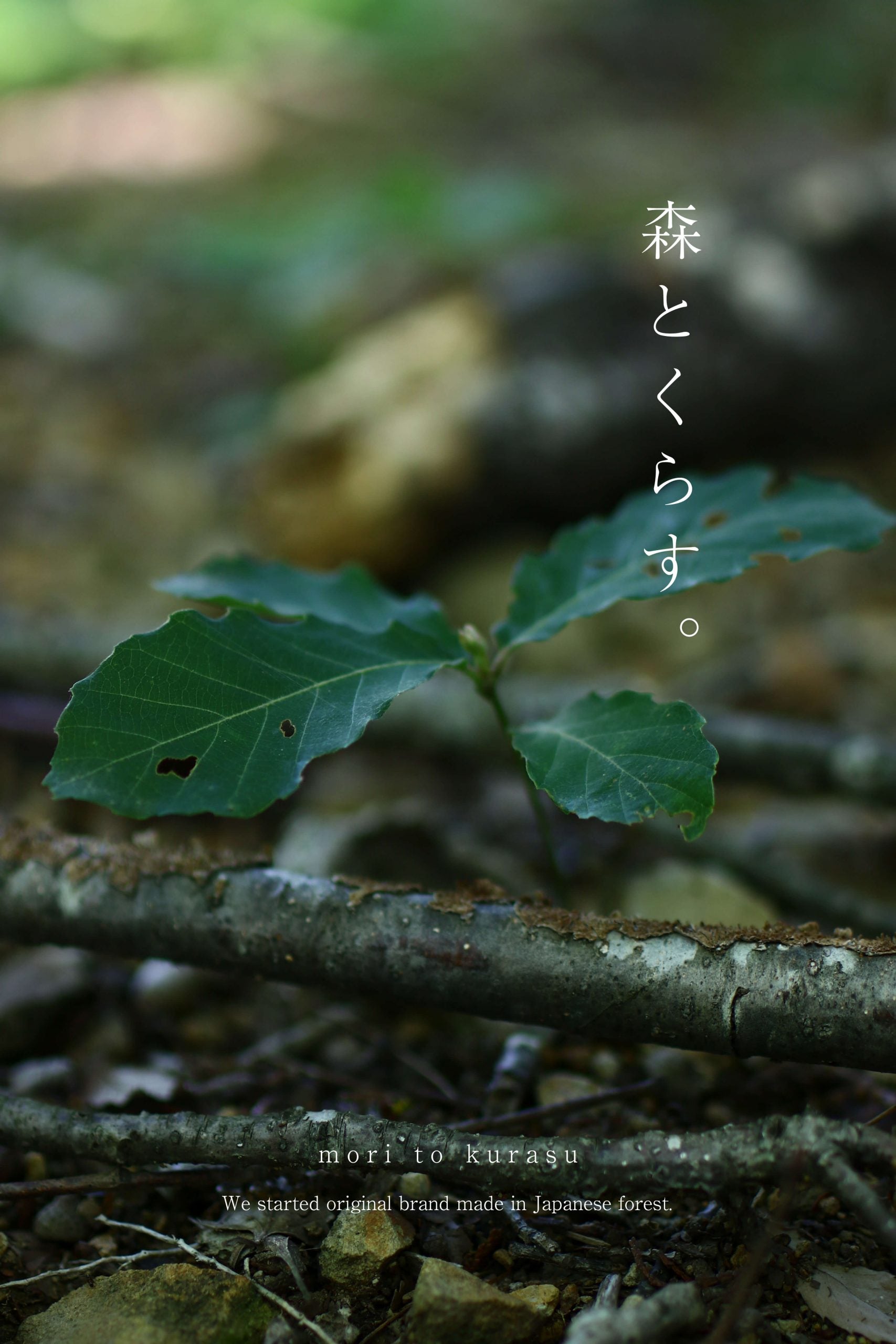 mori to kurasu 耳付きテーブル+ハコ脚 (W1800/水目桜)