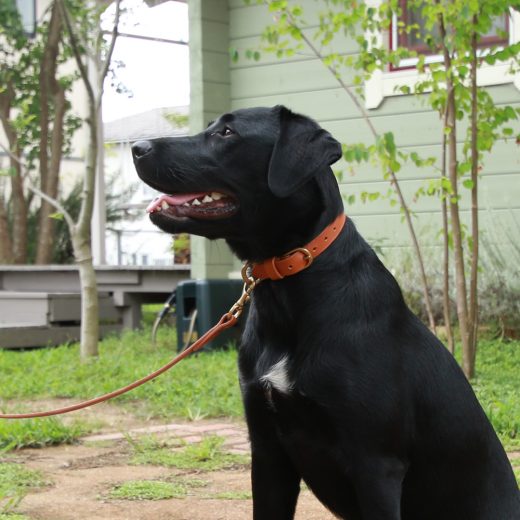 cocochi Original 　Dog Collars 首輪