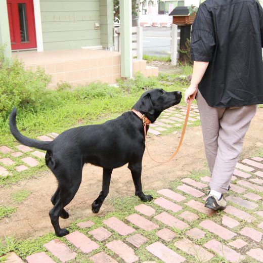 cocochi Original Dog Lead<br>ドッグリード