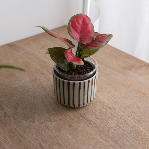 【WEB限定】十草 飯器 -器市-